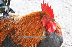 rooster thumbnail graphic